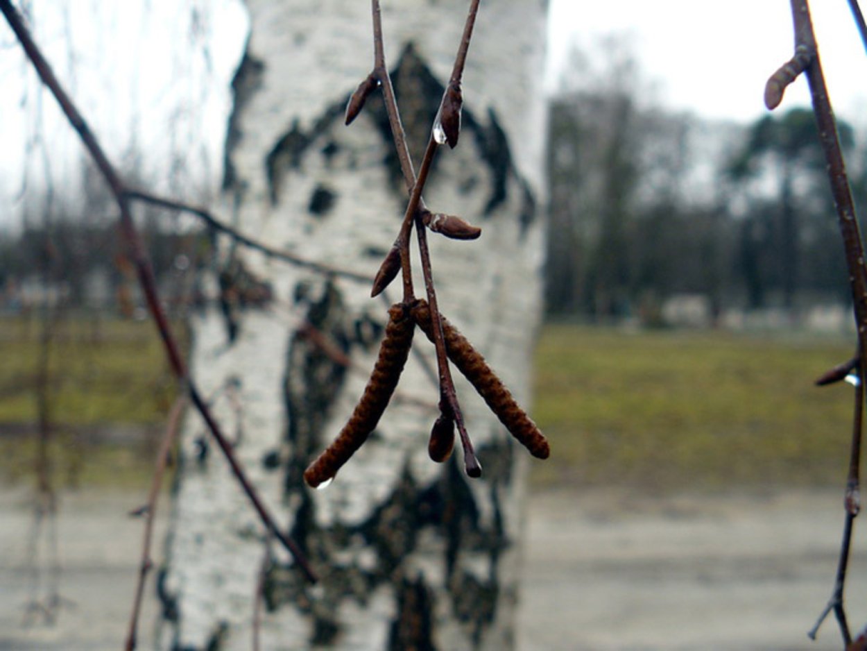 Обнимается с березой