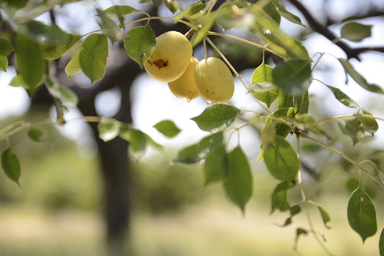 Плоды Марула