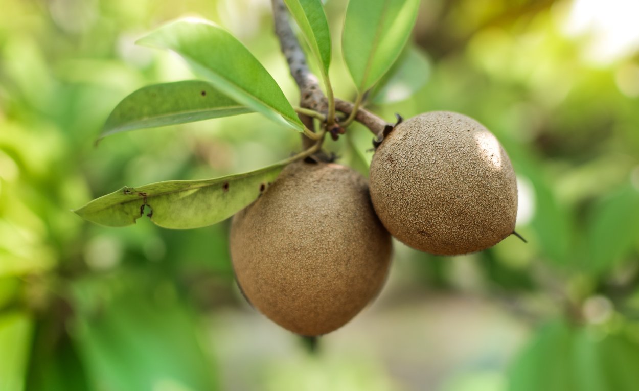 Плоды Марула