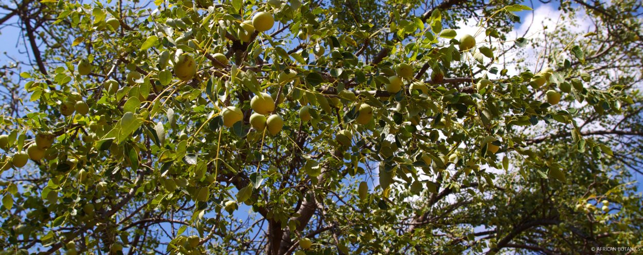 Ботсвана дерево Марула