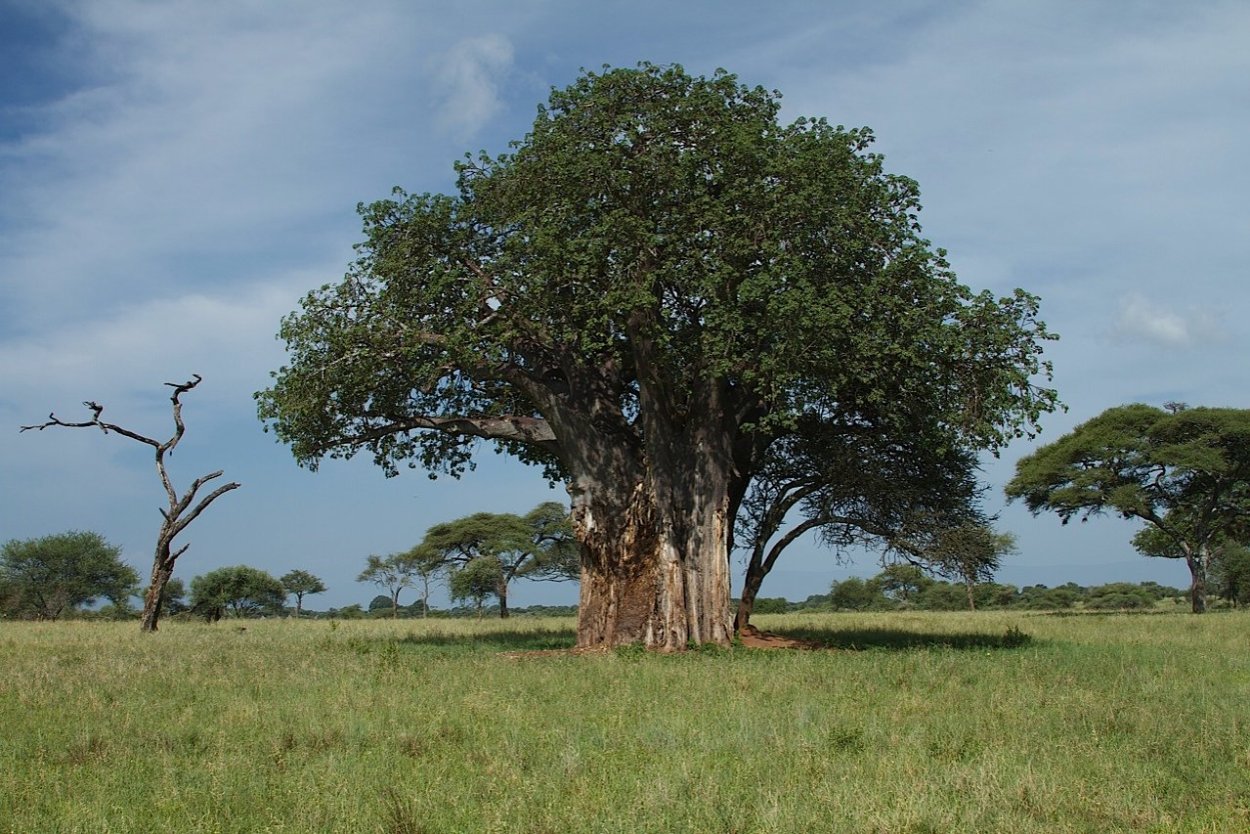 Алыча плодовое дерево