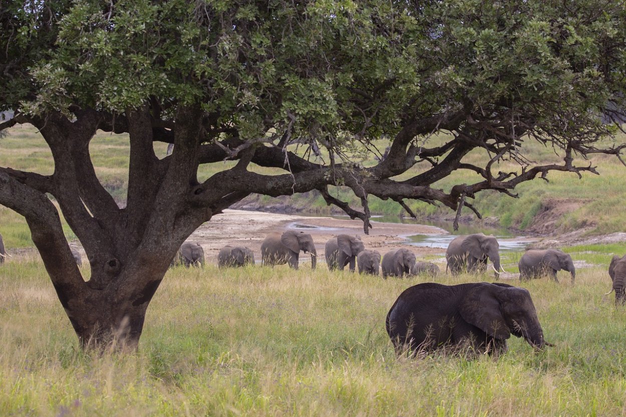 Древо жизни генеалогия