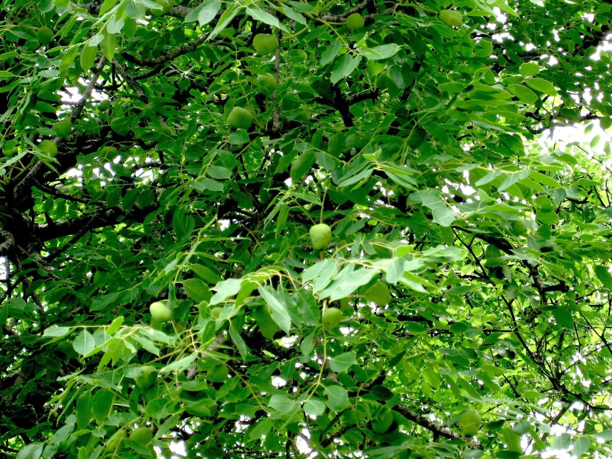 Растение Марула