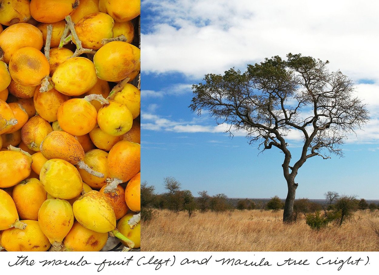 Марула дерево