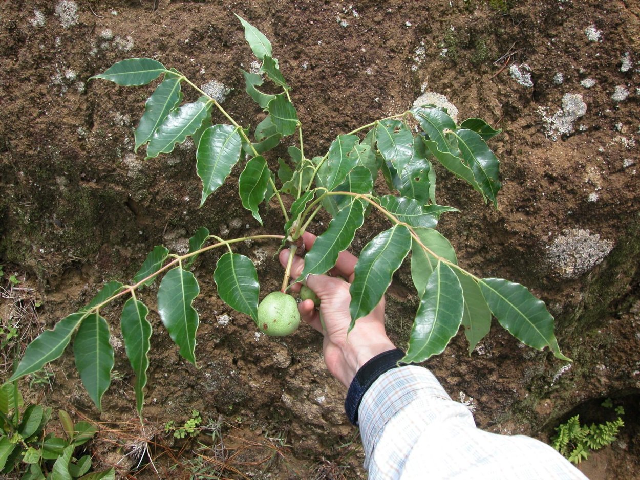 Апельсиновая сода