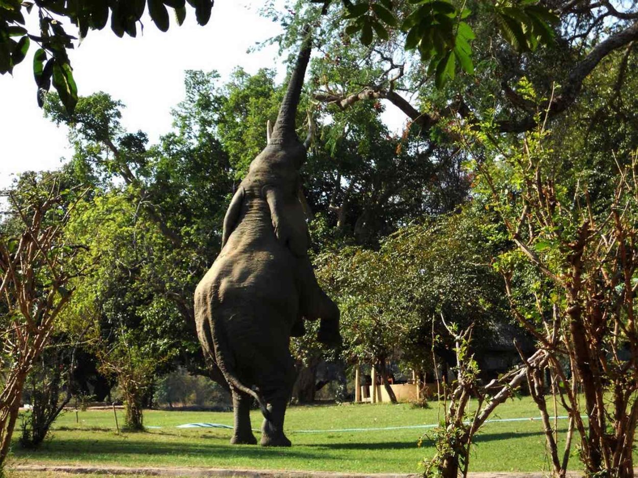 Мушмула японская локва