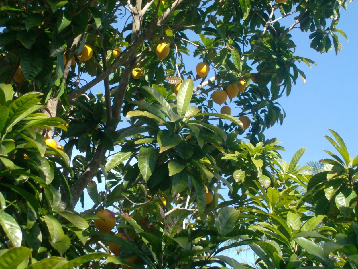 Зонтичная Акация в Африке