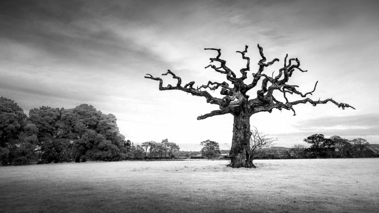 Платония замечательная дерево