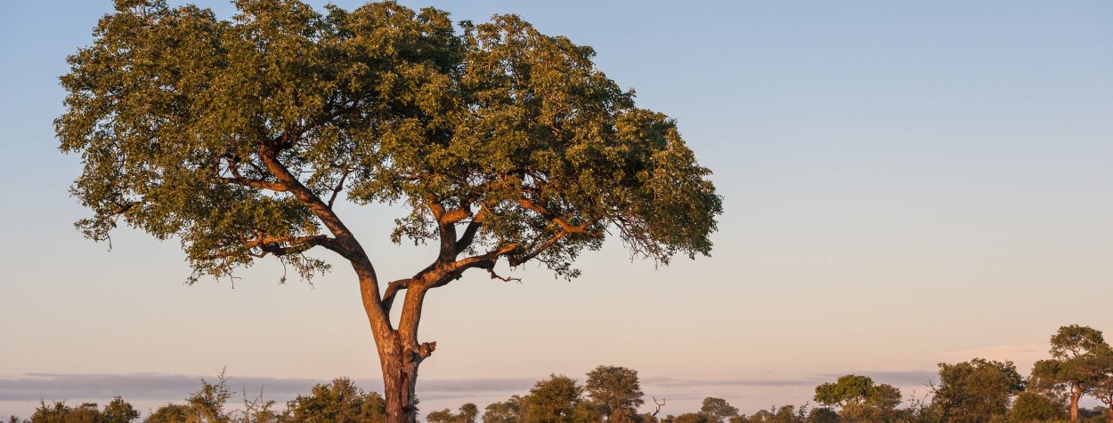 Абхазский фрукт мушмула