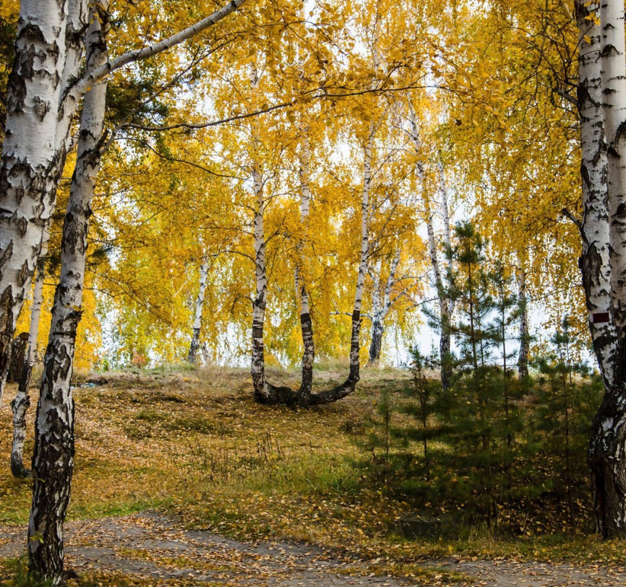 Осенние березы фото