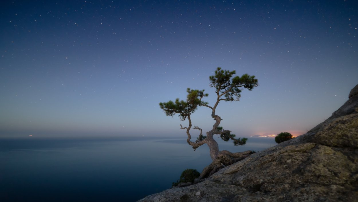 Крым новый свет сосна