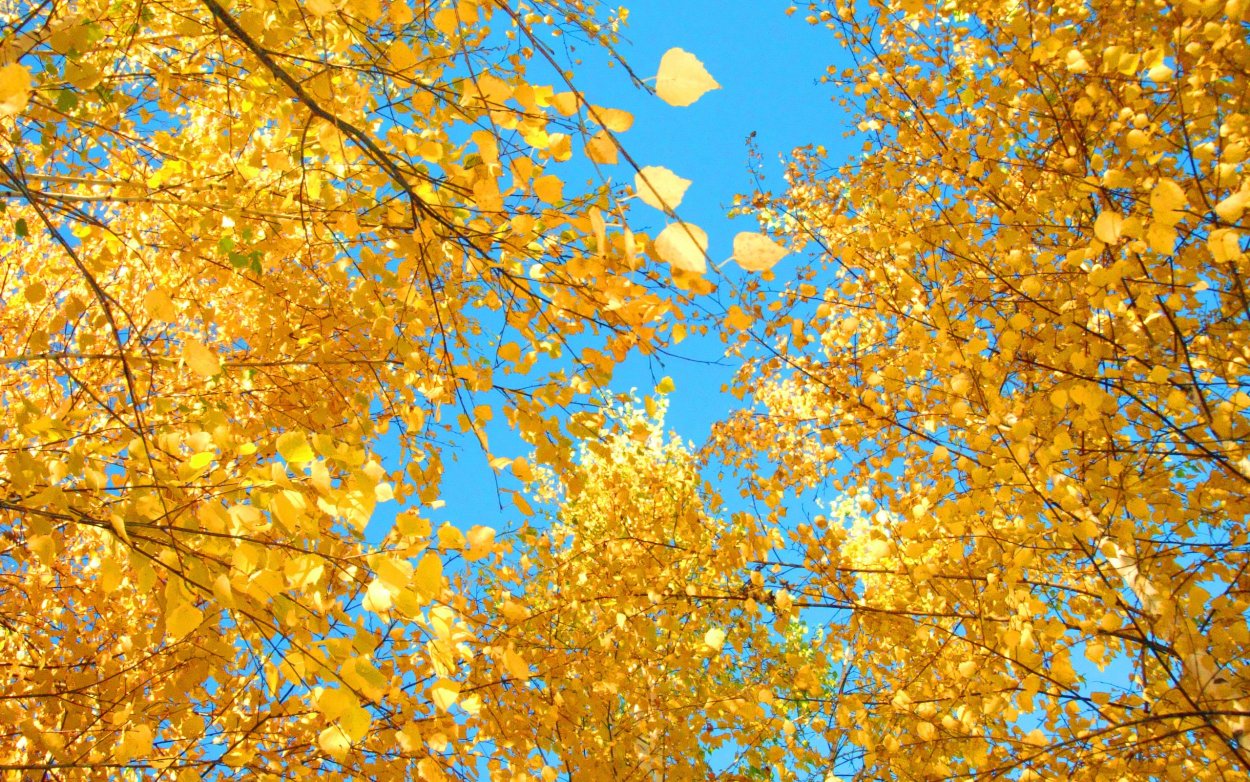 Береза бородавчатая осень