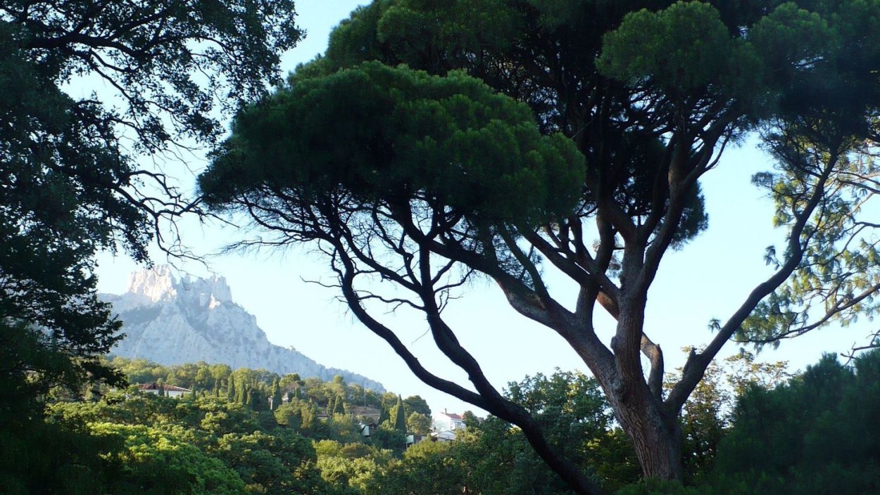 Ялтинская сосна