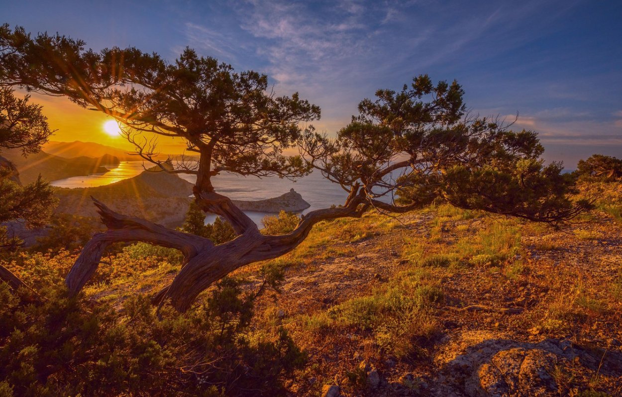 Сосны на закате