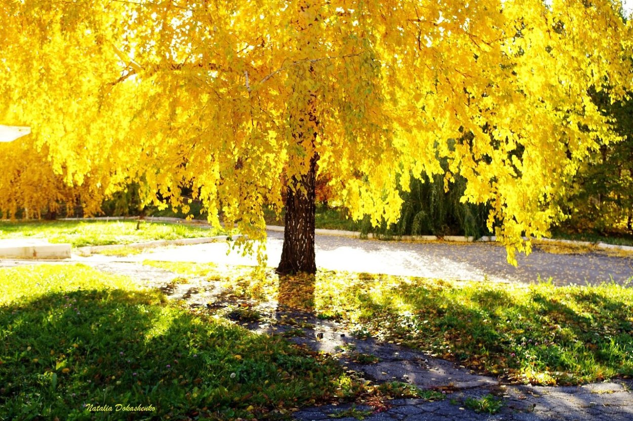 Желтая береза Канада