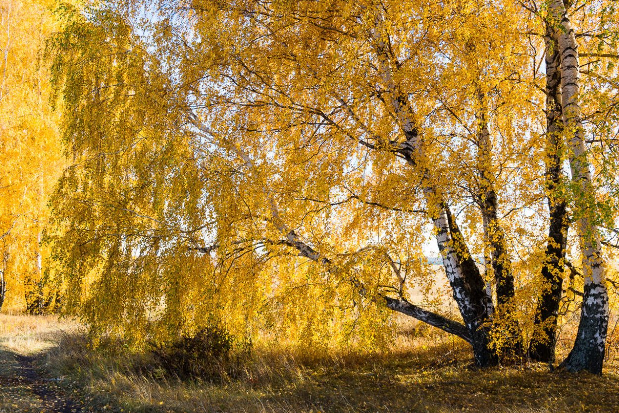 Березовый ствол на прозрачном фоне
