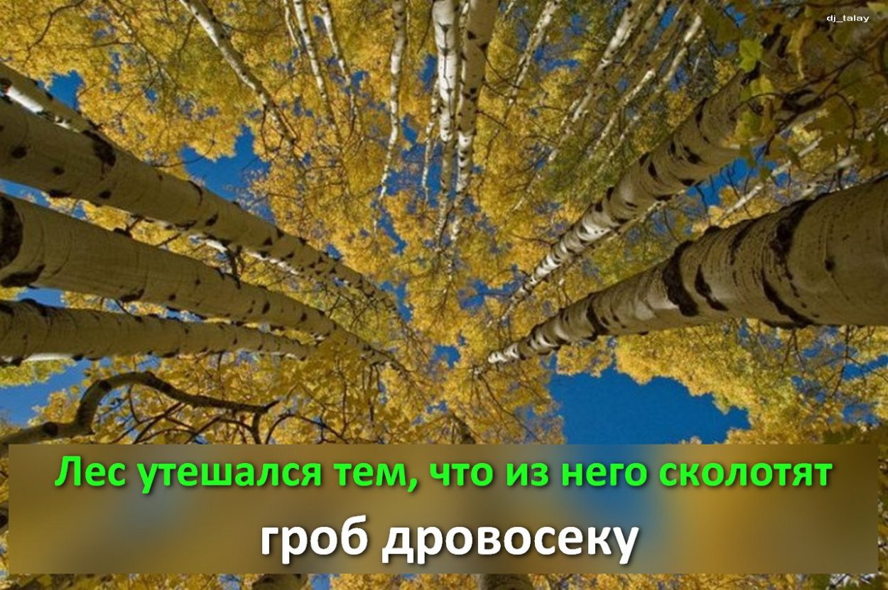 Золотая Березовая роща