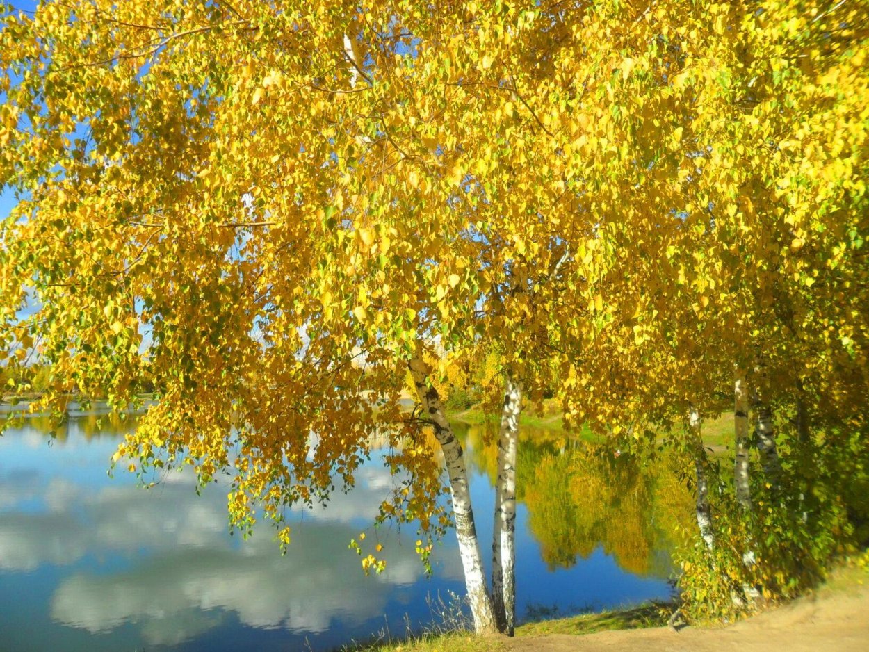 Береза в осеннем наряде