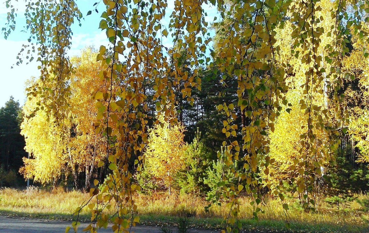 Береза осенью