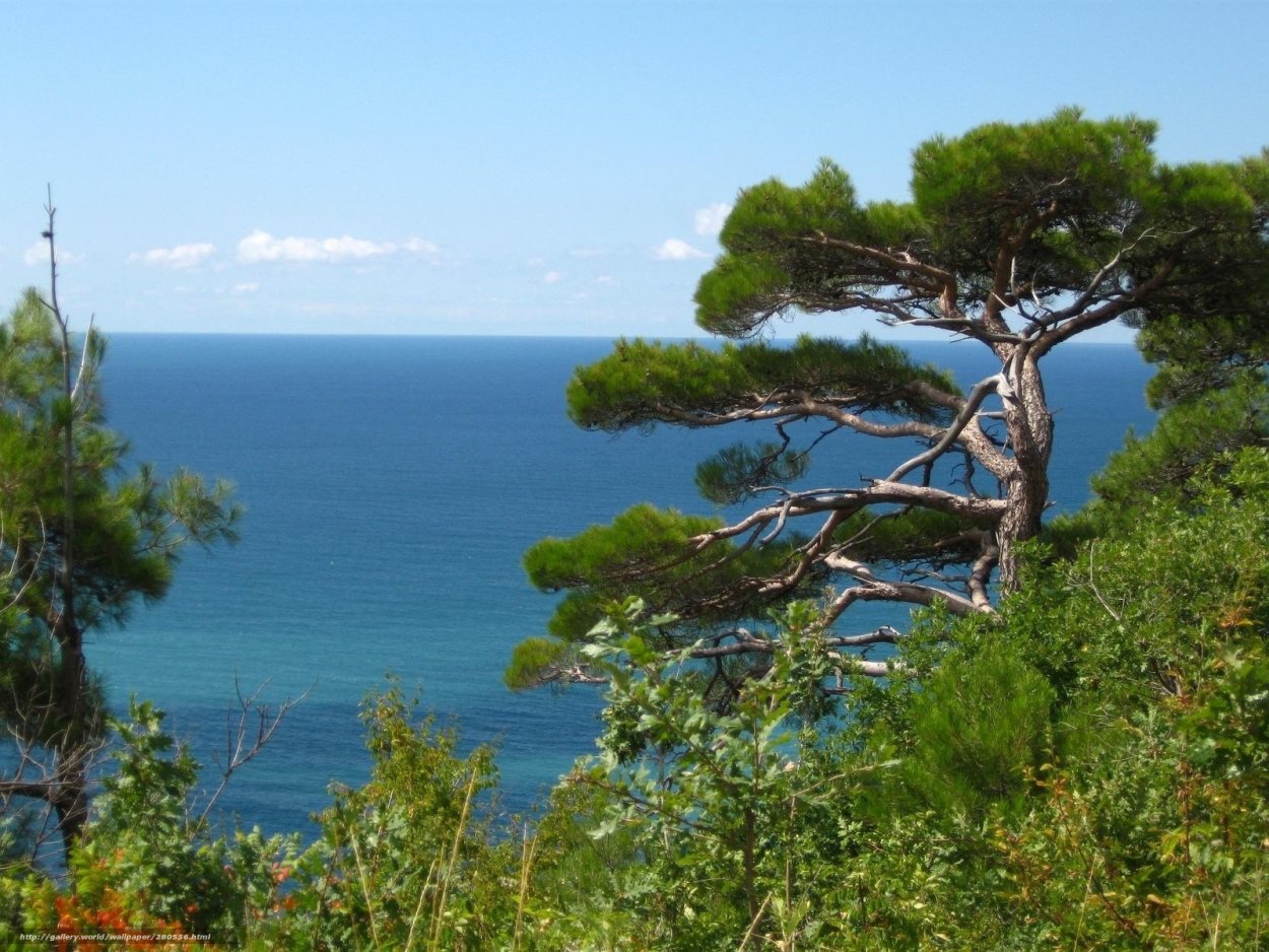 Пицундская сосна Абхазия