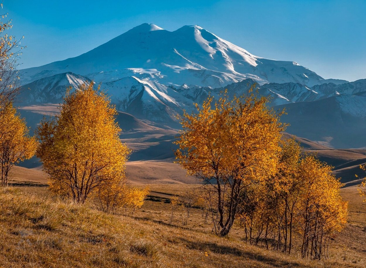 Девушка в березовой роще