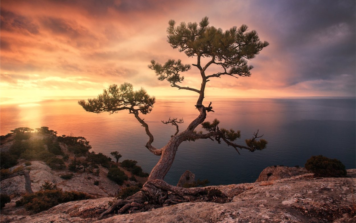 Сосны на скалах