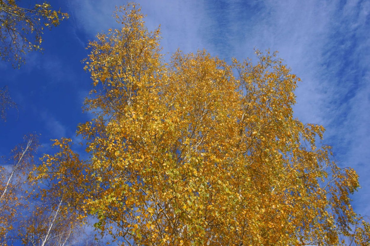 Анимационные пейзажи