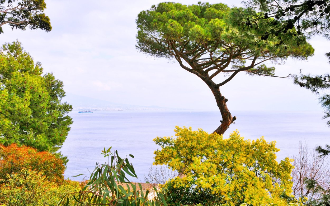 Пейзаж с деревьями