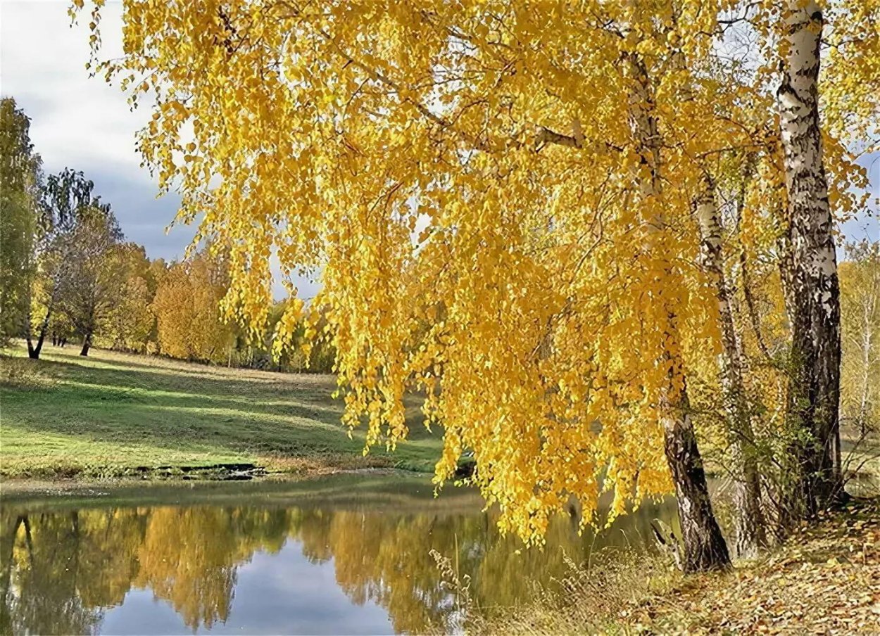 Золотая осень березы