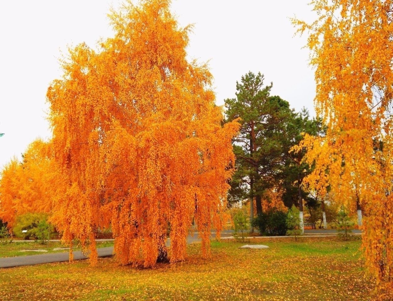Вид снизу на Березки