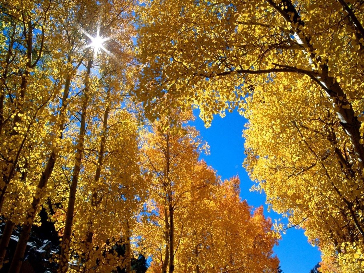 Береза осень