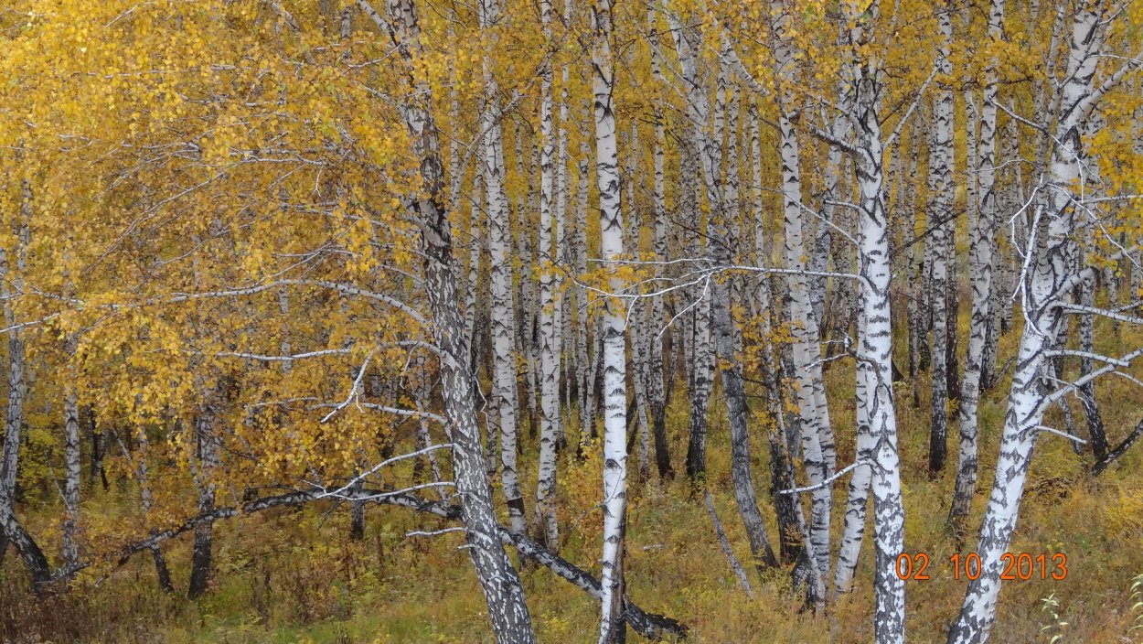 Золотая роща Академгородок