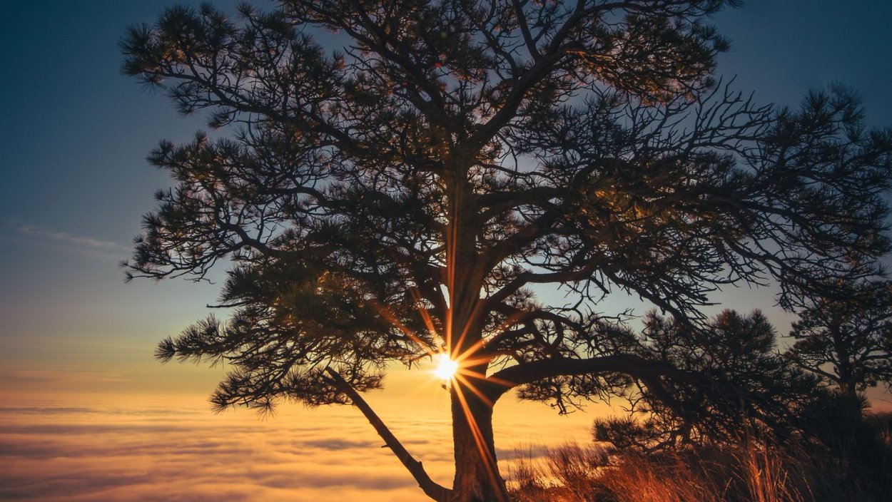 Сосна на фоне заката