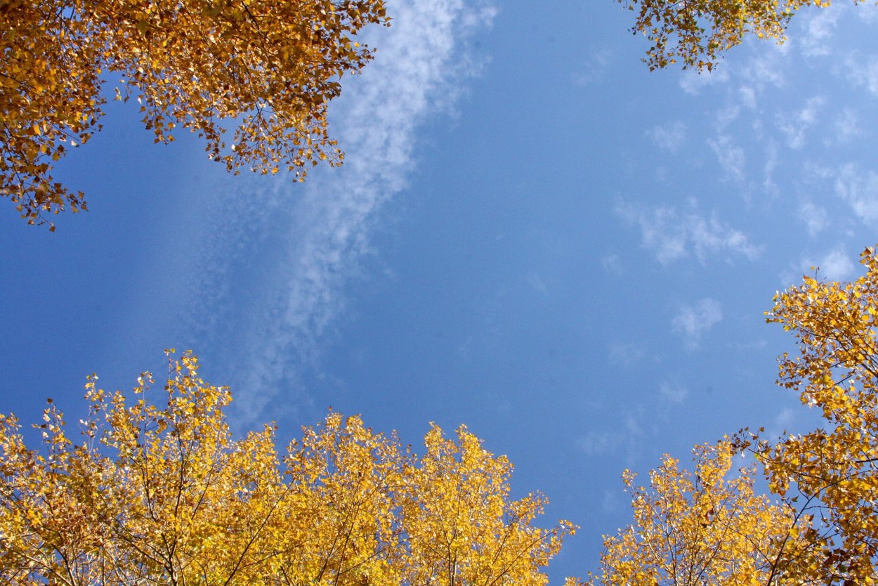 Золотая ветка на прозрачном фоне