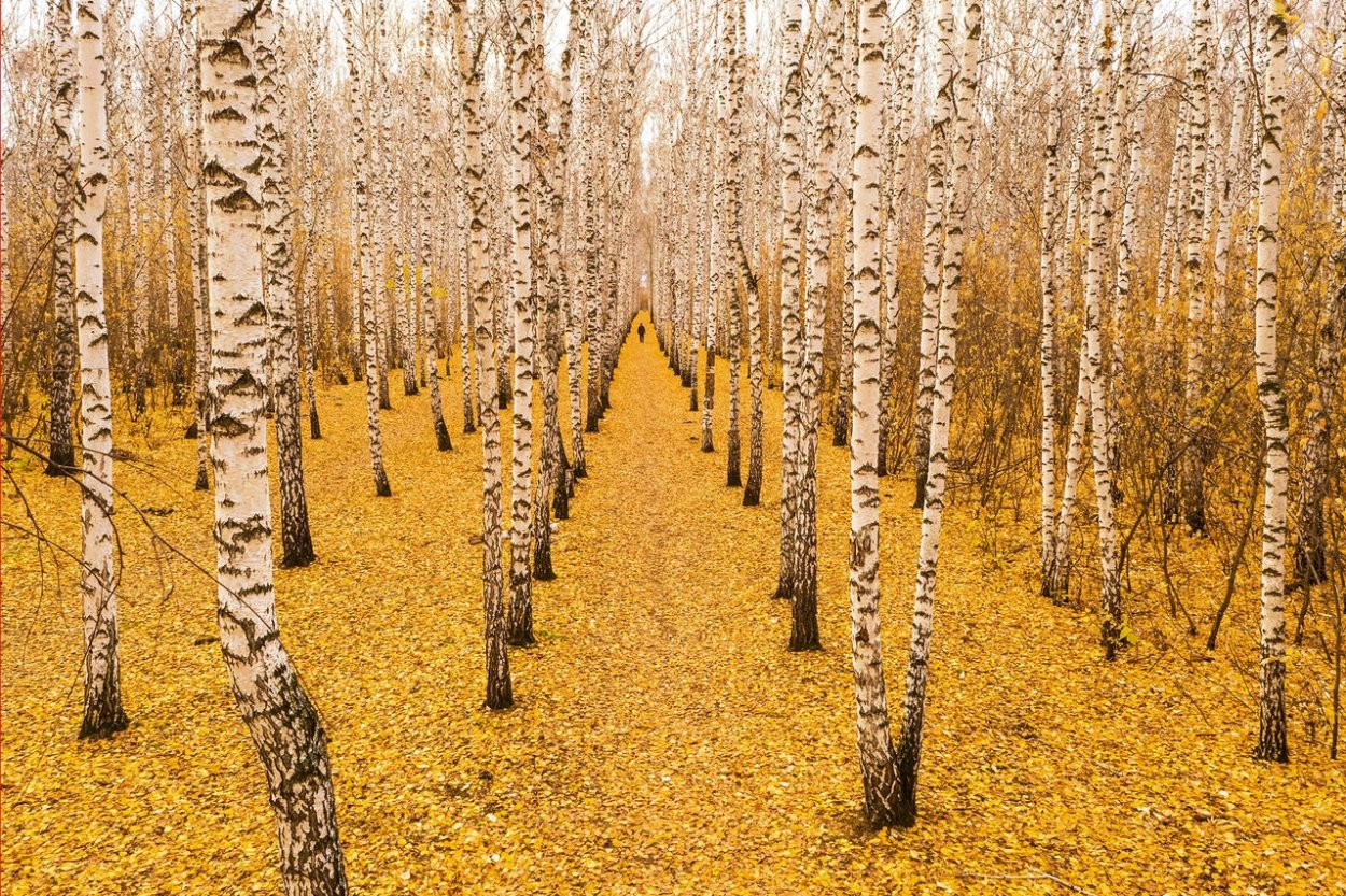 Природа России Золотая осень