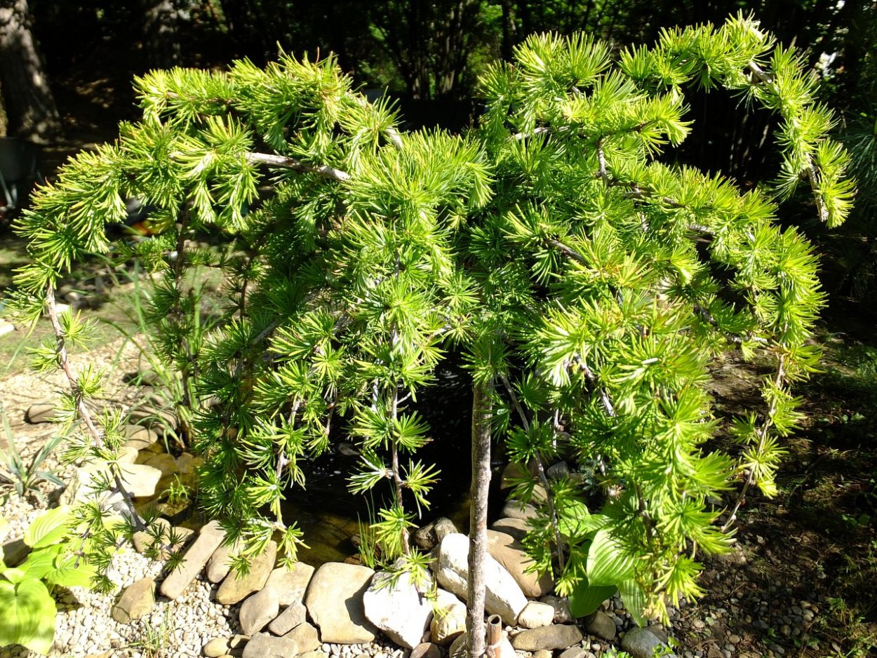 Лиственница европейская Репенс (repens)