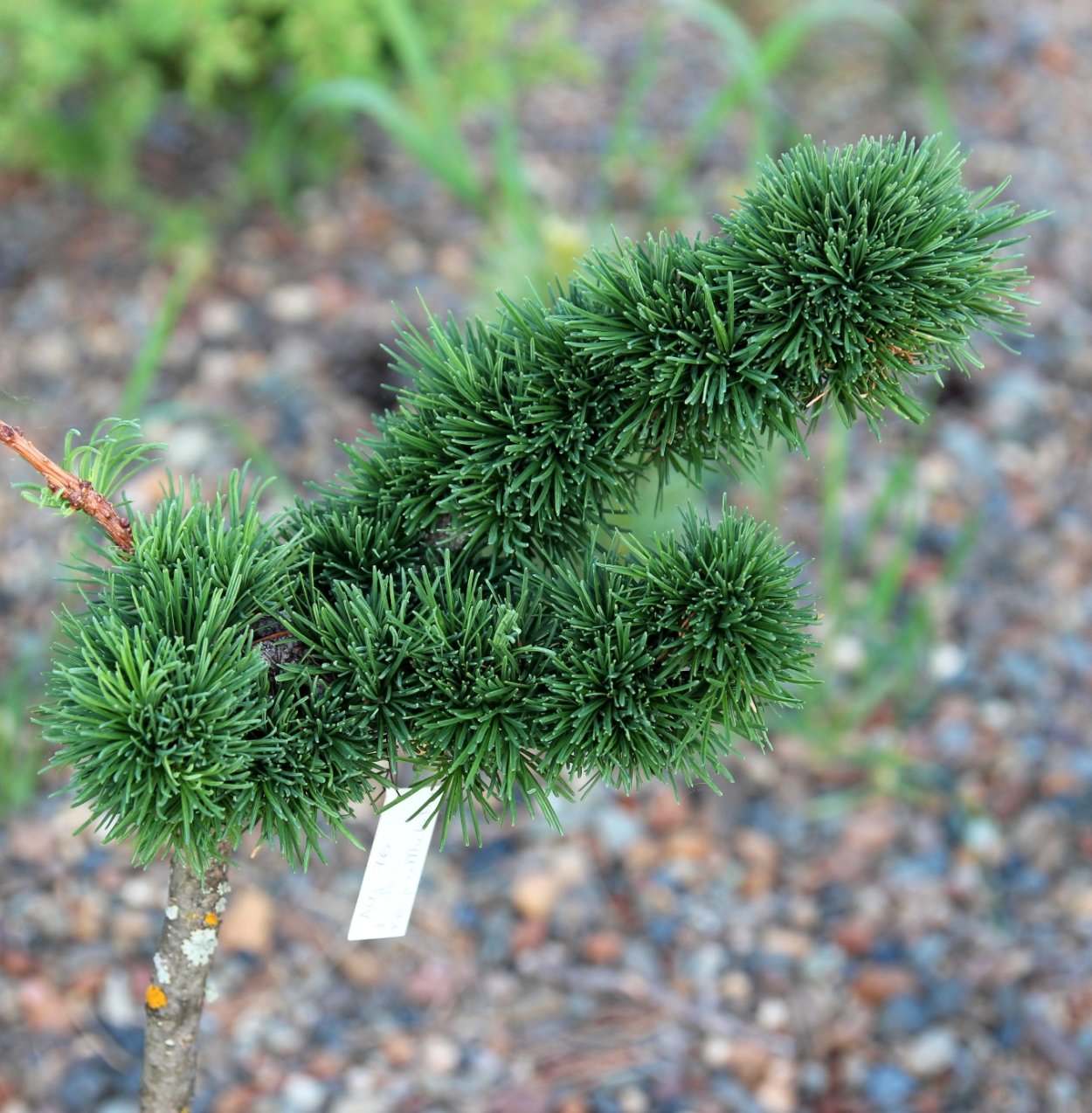 Лиственница европейская Larix decidua