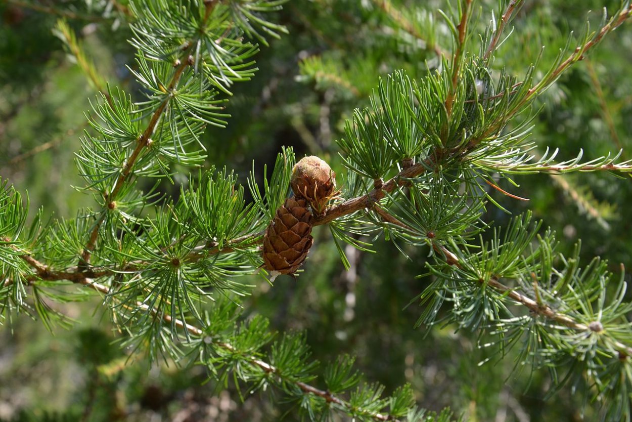 Вид лиственница польская Larix Polonica