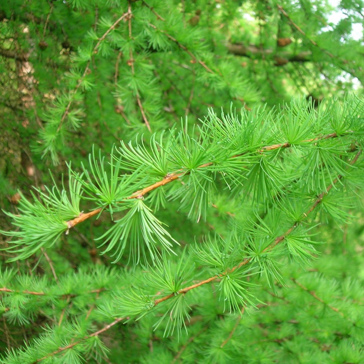 Лиственница Larix decidua