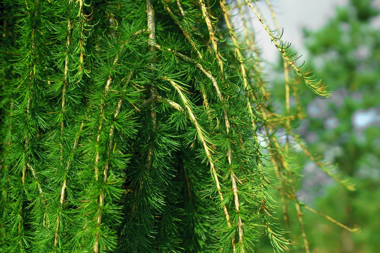 Лиственница европейская голосеменное растение