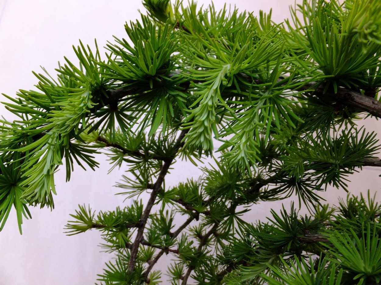 Лиственница европейская Репенс