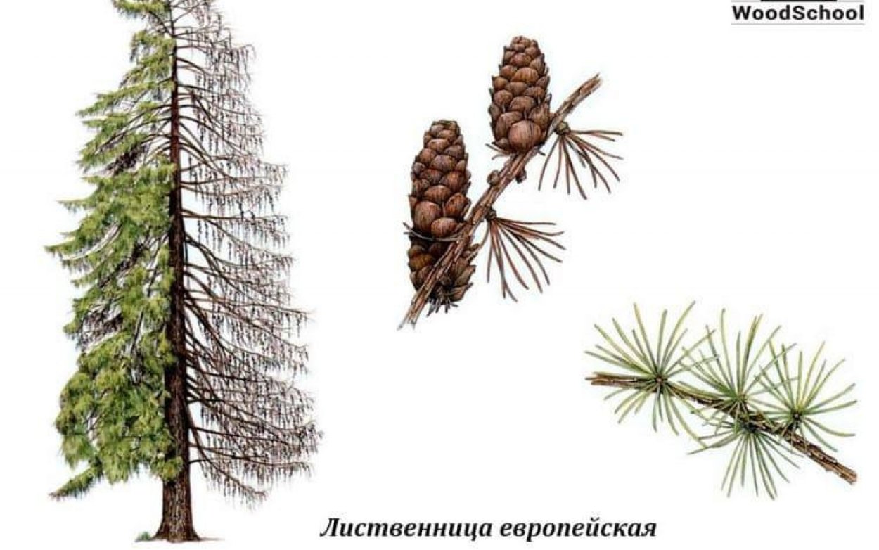 Ель кедр сосна пихта туя