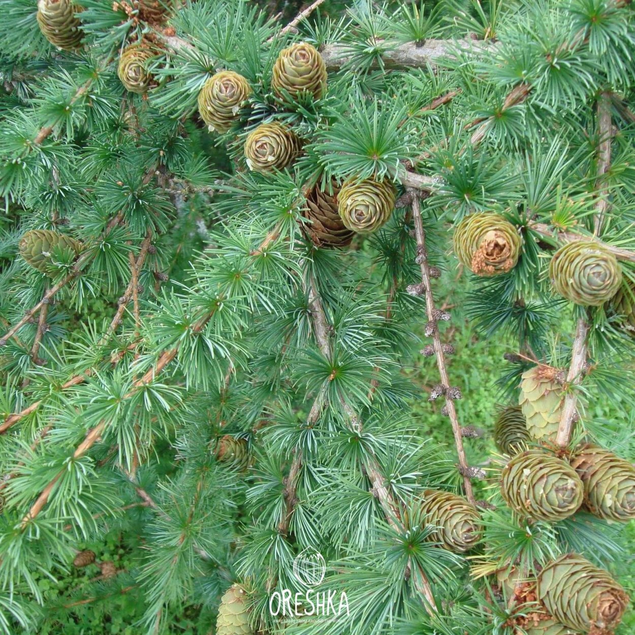 Лиственница Сибирская Lárix sibírica