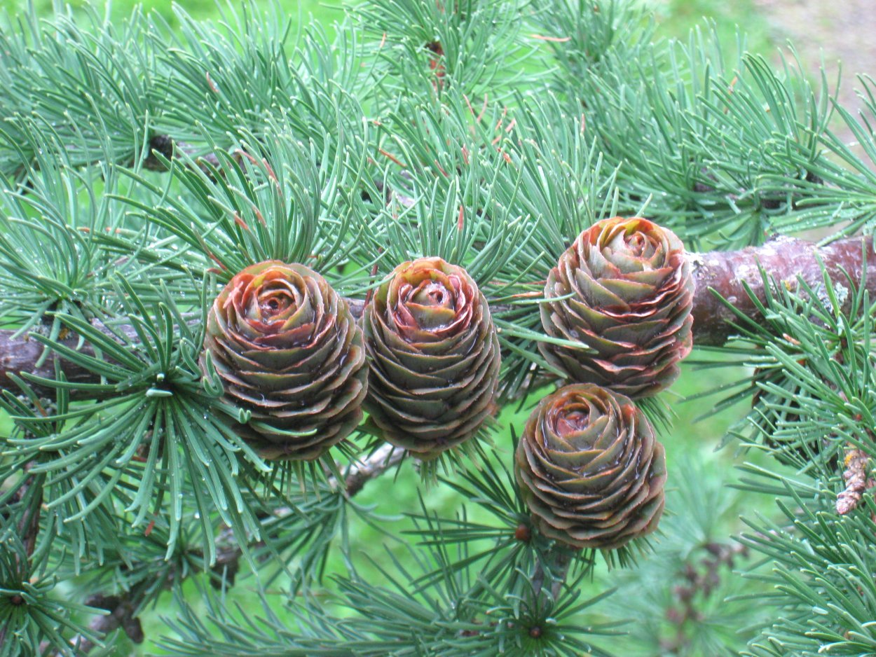 Лиственница японская Larix Leptolepis