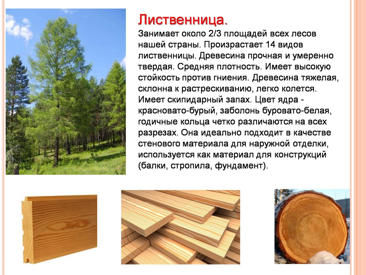 Лиственница виды и сорта - 75 фото