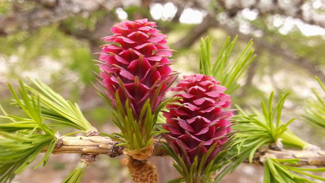 Красные шишки лиственницы