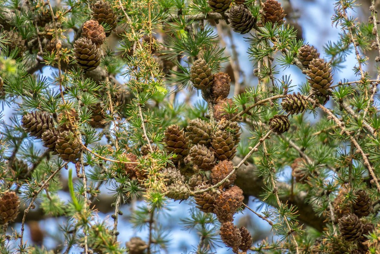 Ель пихта кедр
