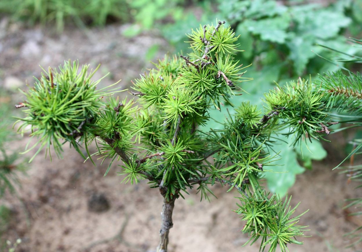 Лиственница Гмелина Даурская