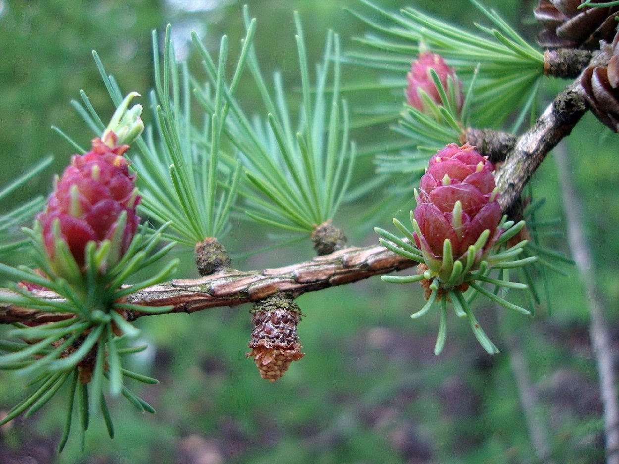 Лиственница американская Larix laricina