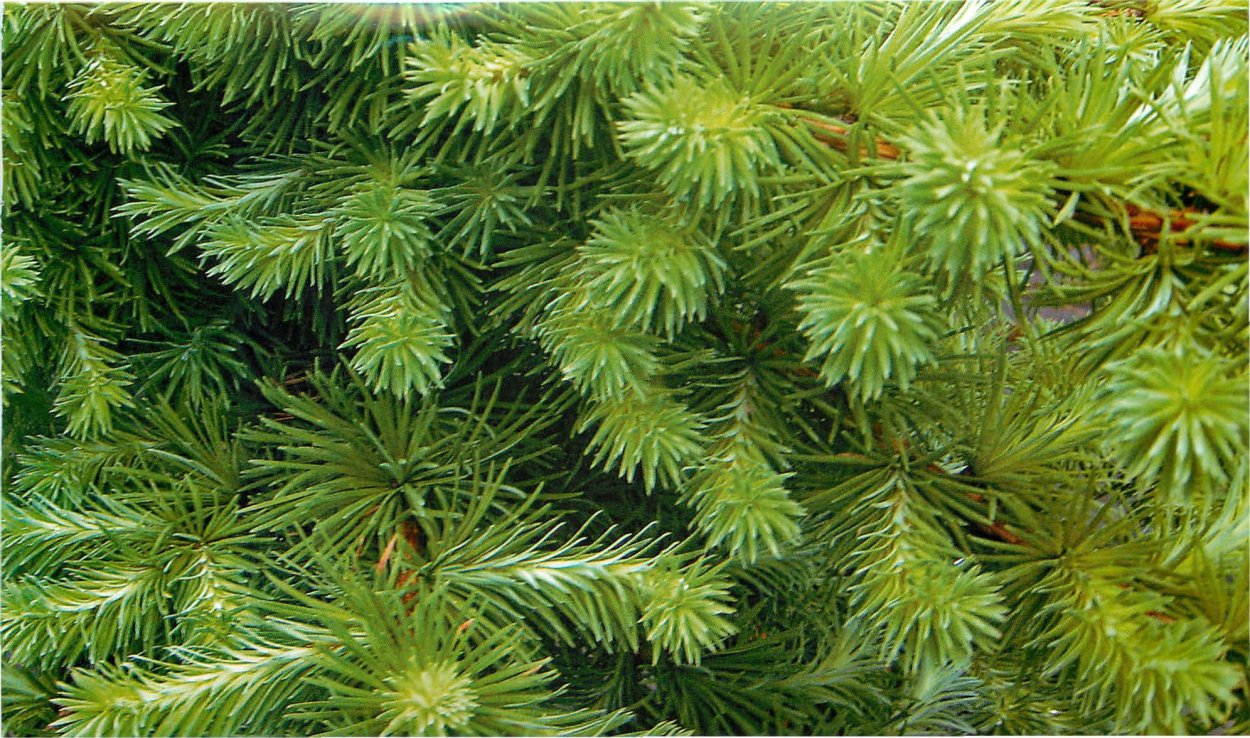 Лиственница японская хвоя